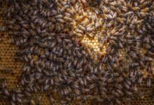 bee dance communication