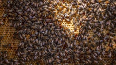 bee dance communication