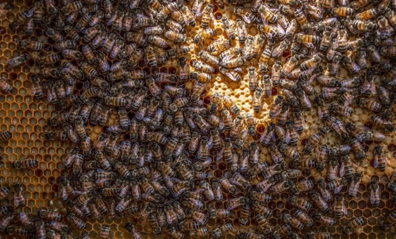 bee dance communication