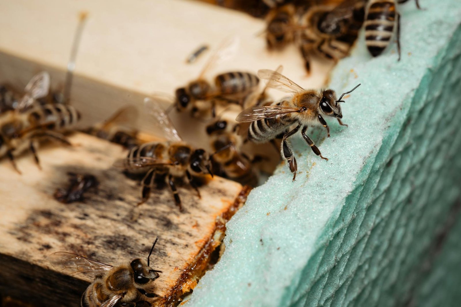 bee dance communication