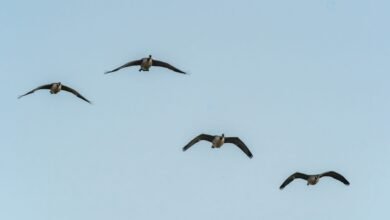 geese honk while flying