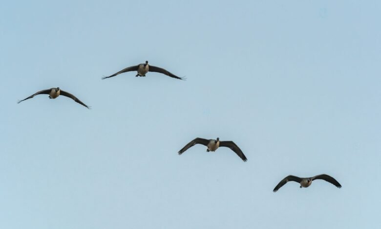 geese honk while flying