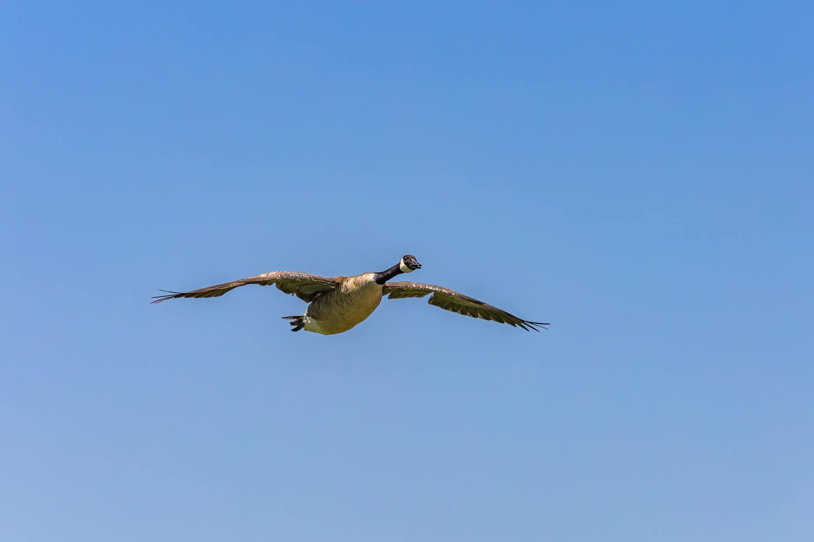 geese honk while flying