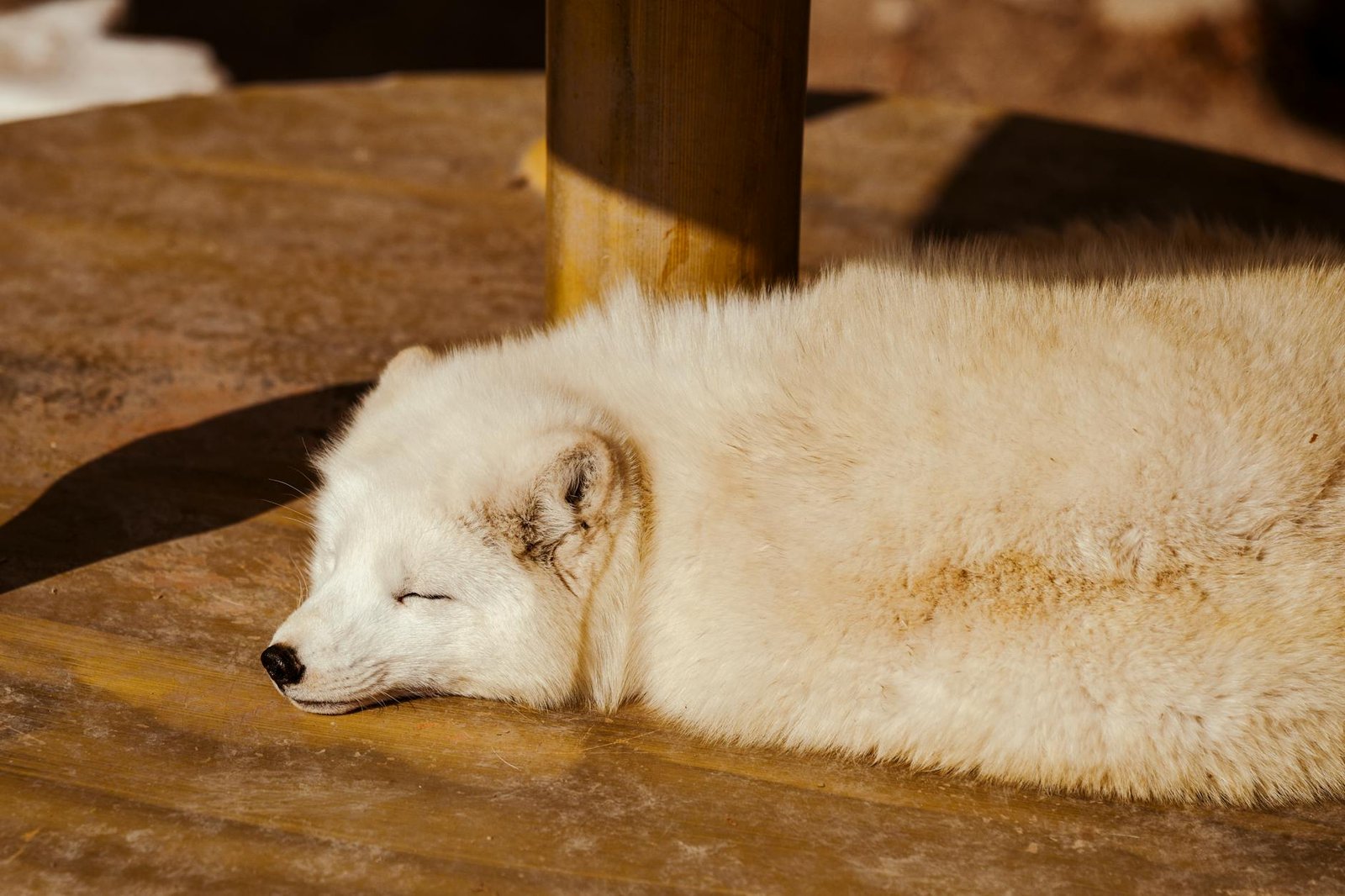 animal hibernation