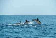 dolphin sleep