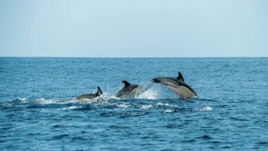 dolphin sleep
