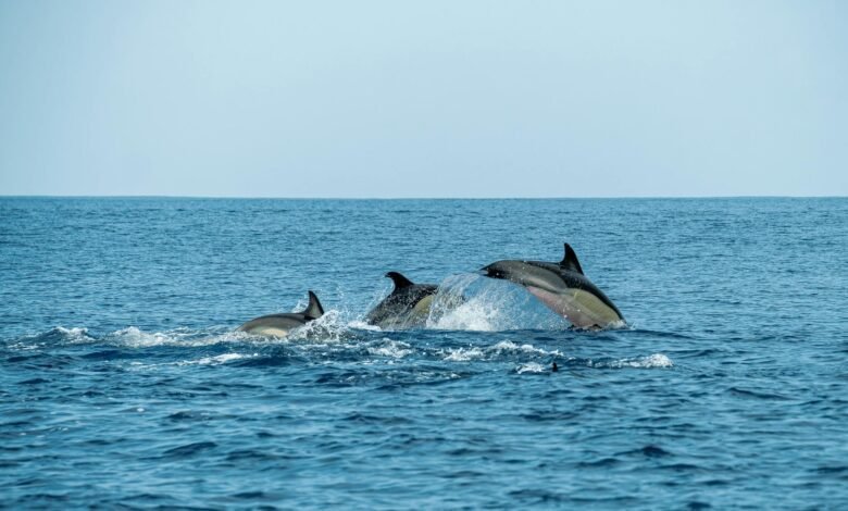 dolphin sleep