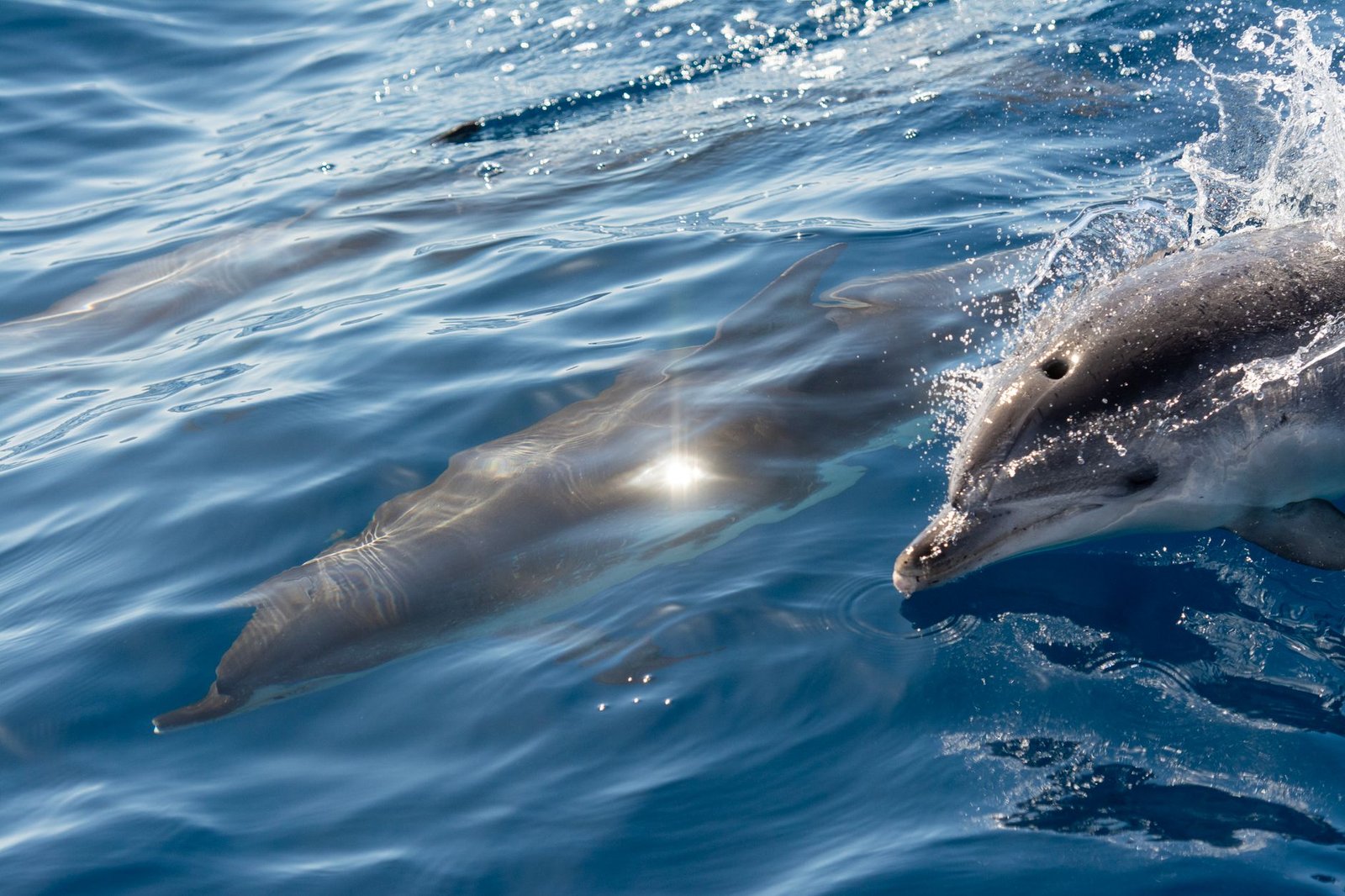 dolphin sleep