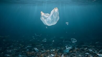 ocean plastic after 100 years