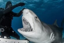 sharks attack surfboards