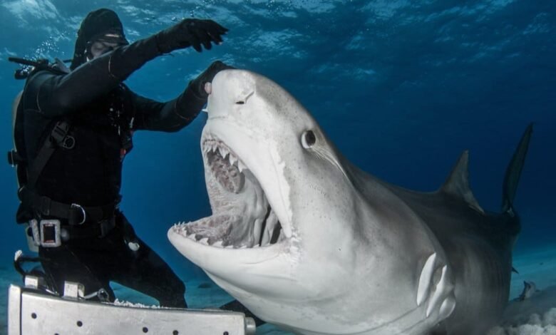 sharks attack surfboards