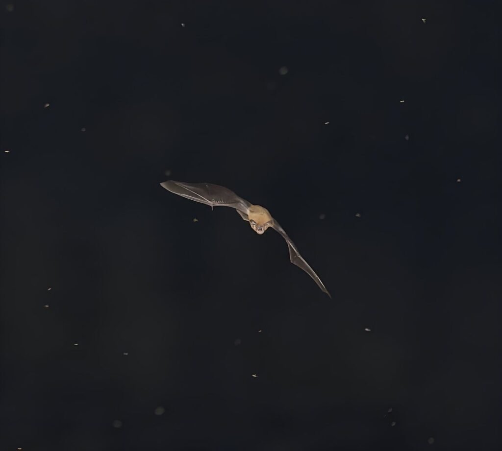 Bat flying at night, using echolocation to sense its surroundings