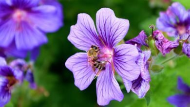 Honeybee collecting nectar from a flower before performing the bee waggle dance