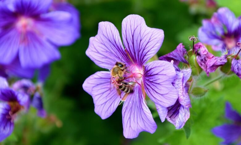 Honeybee collecting nectar from a flower before performing the bee waggle dance