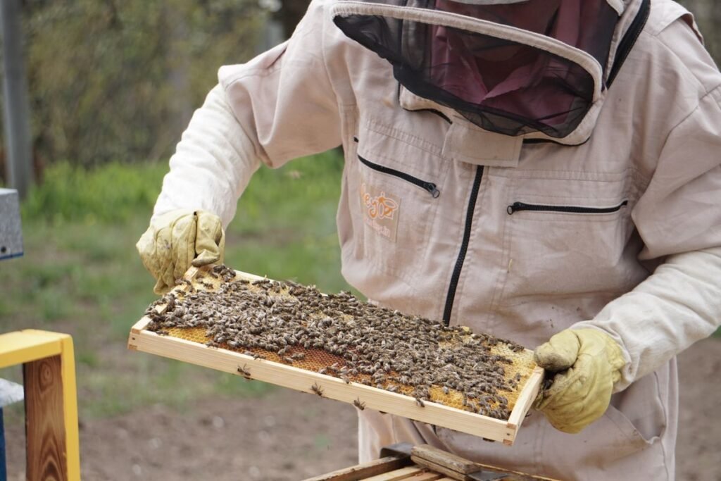 Beekeeper holding a hive frame covered with honeybees