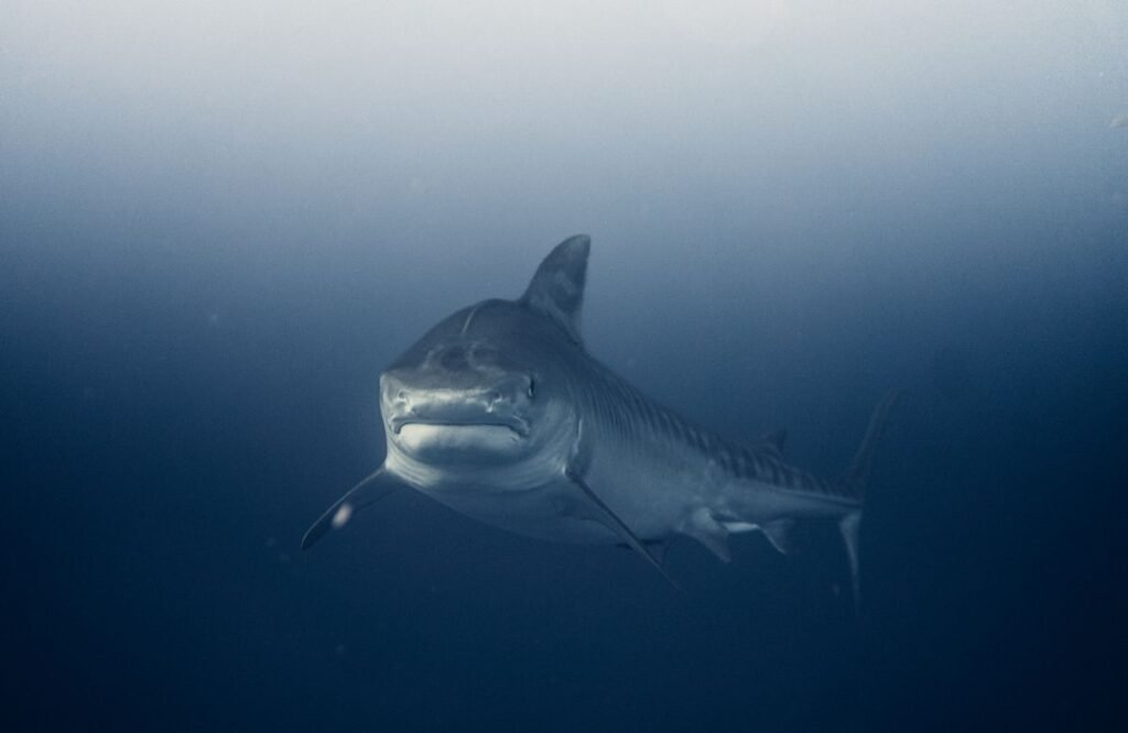 Great white shark swimming in open water