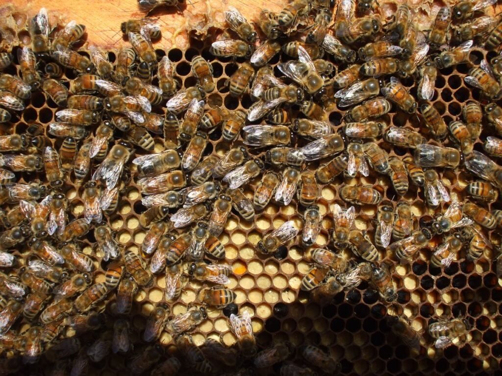 Honeybees on the comb inside a hive, where the bee waggle dance takes place
