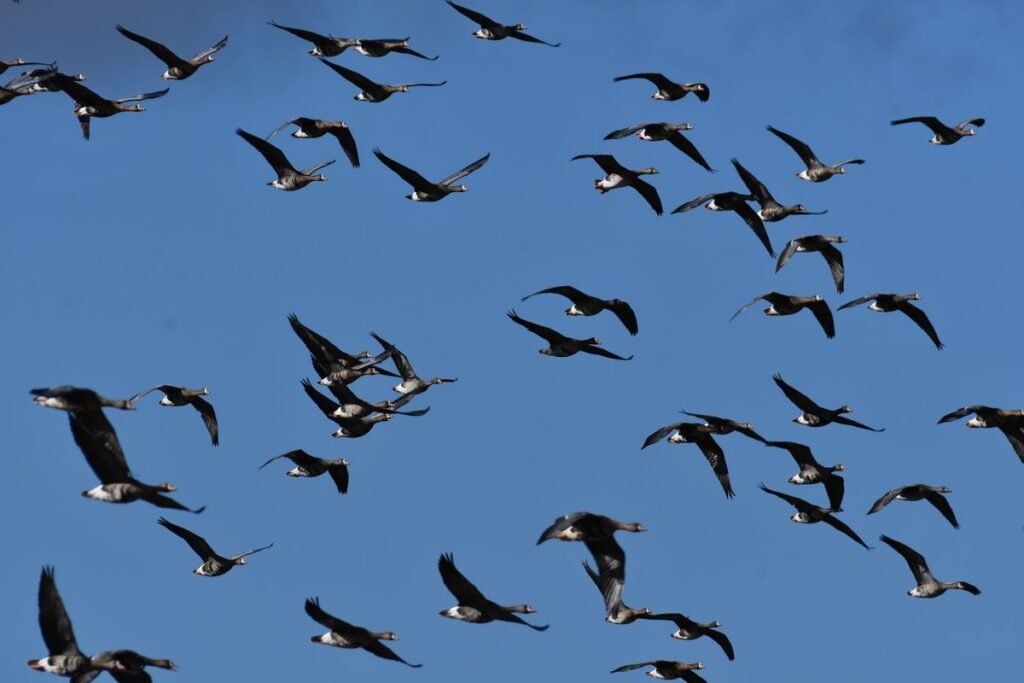Geese flying in formation, birds with a magnetic sense that hints at what a new human sense could be