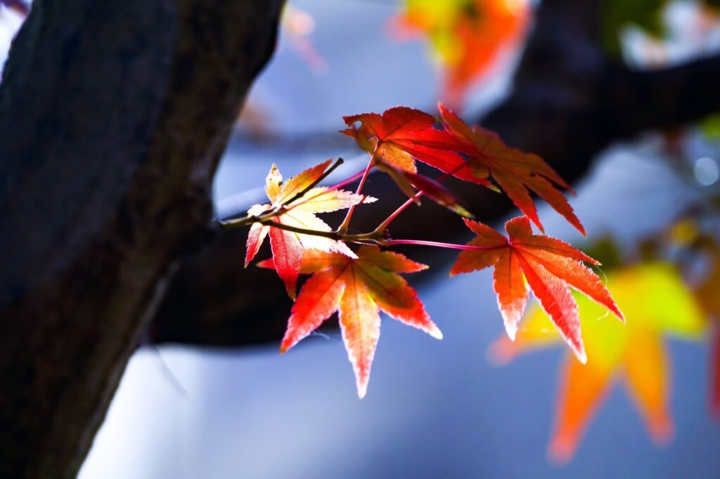 Red and orange maple leaves in sunlight, showing why do leaves change color as anthocyanins build up