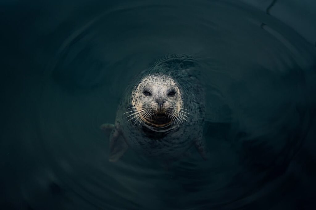 Seal swimming near the surface, the main answer to why do sharks attack surfers: they look alike from below