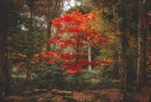 Bright red tree in an autumn forest, showing why do leaves change color in the fall