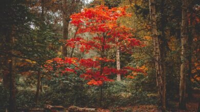 Bright red tree in an autumn forest, showing why do leaves change color in the fall