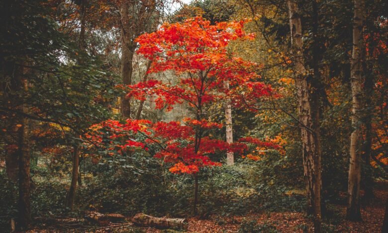 Bright red tree in an autumn forest, showing why do leaves change color in the fall