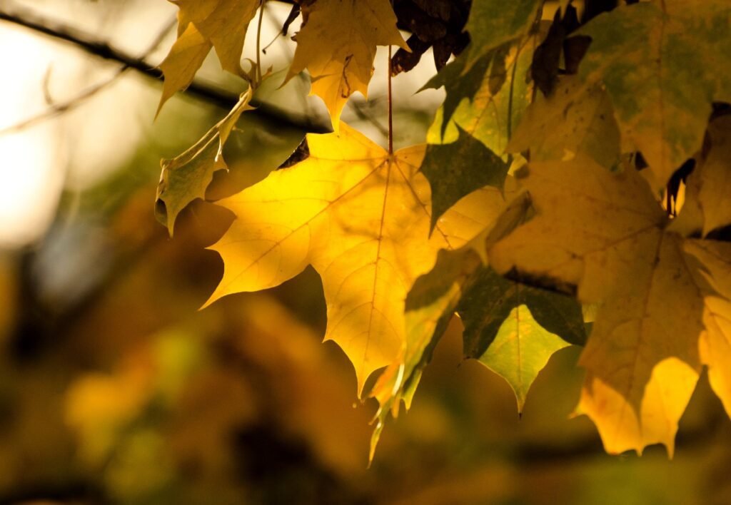 Yellow maple leaves in autumn light, where carotenoids show once chlorophyll fades